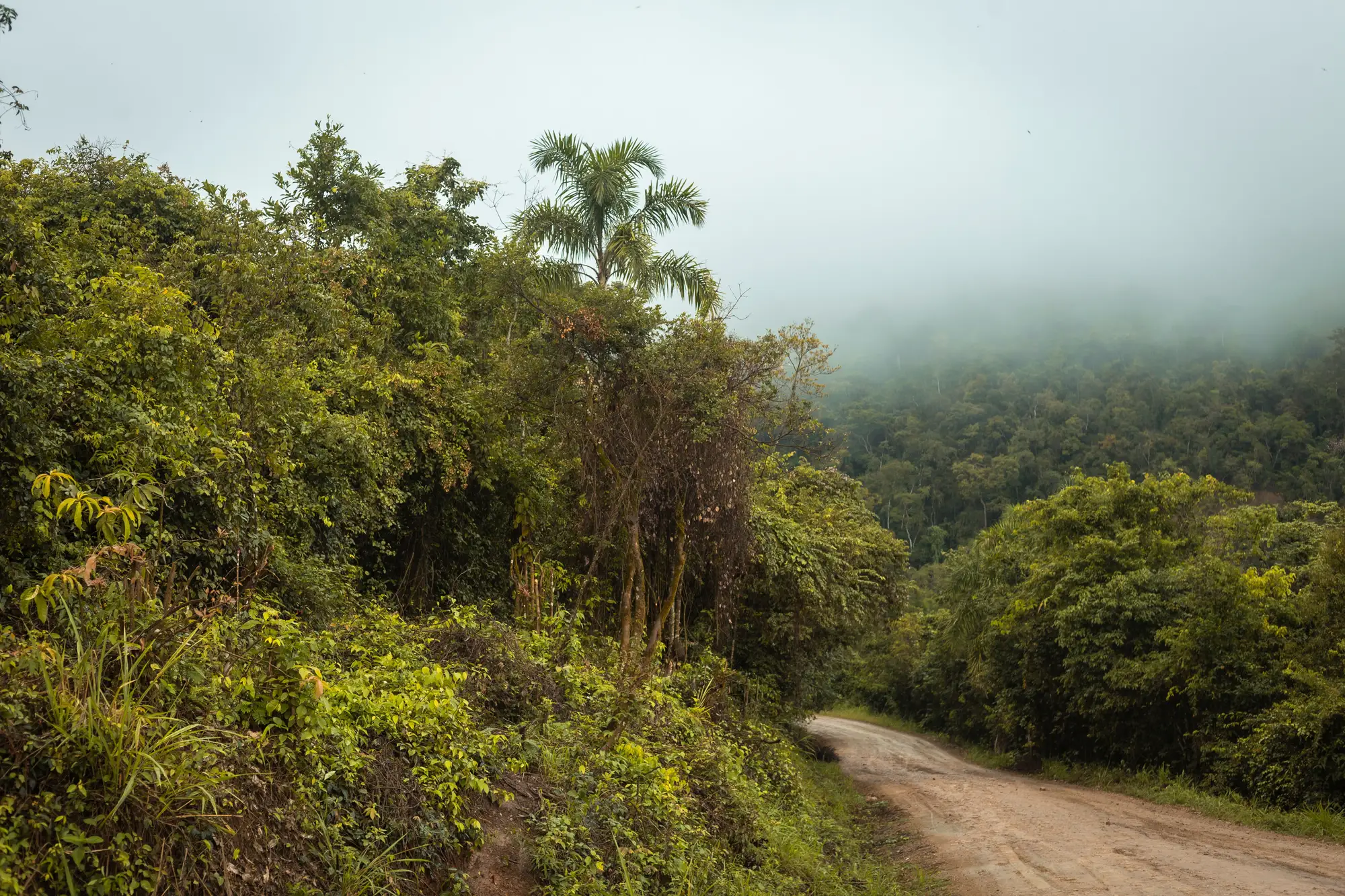 A dirt road along the edge of unbroken forest, with mist over the canopy behind