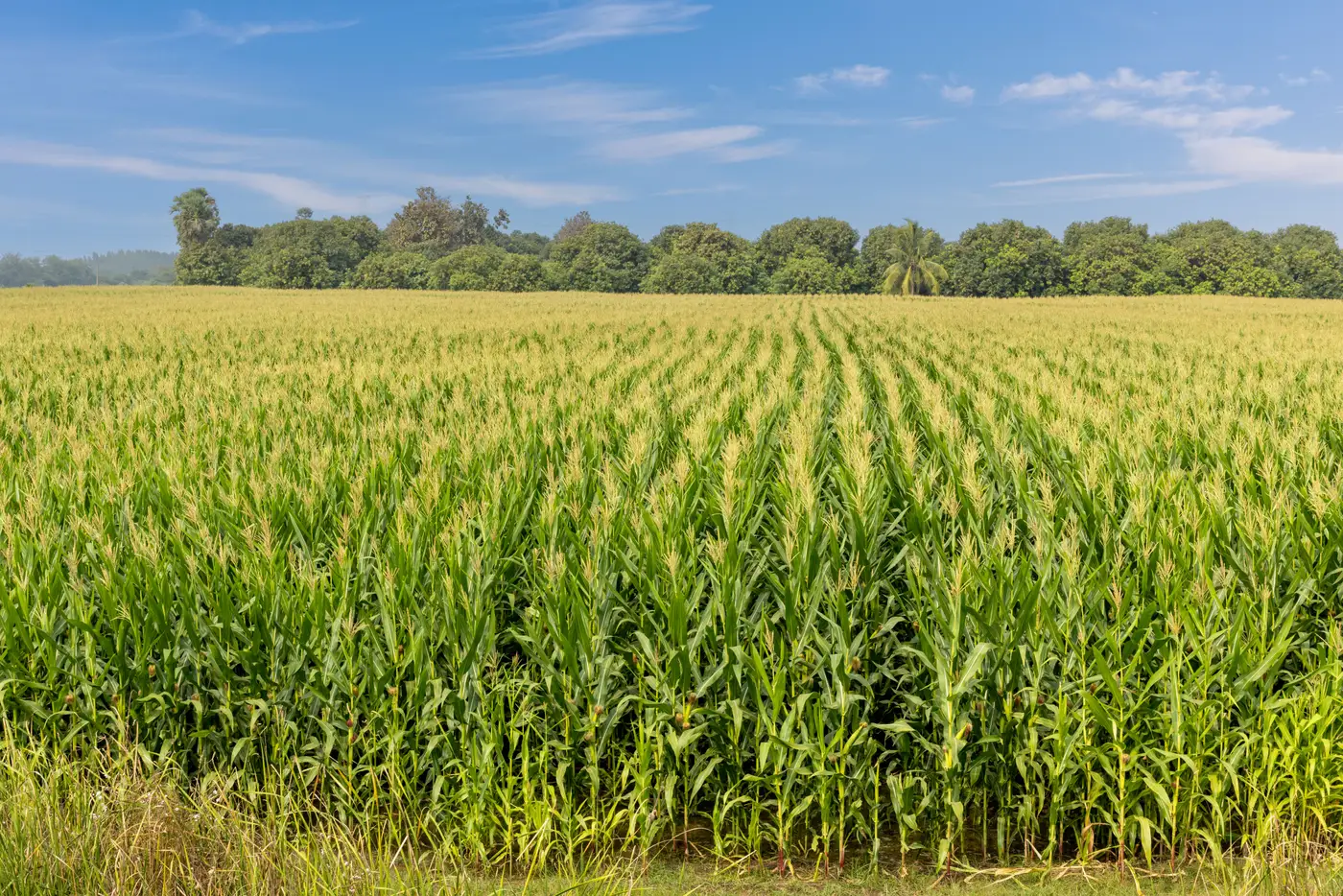 Rows of a cultivated field running up to a line of trees marking the forest edge, under a clear blue sky.