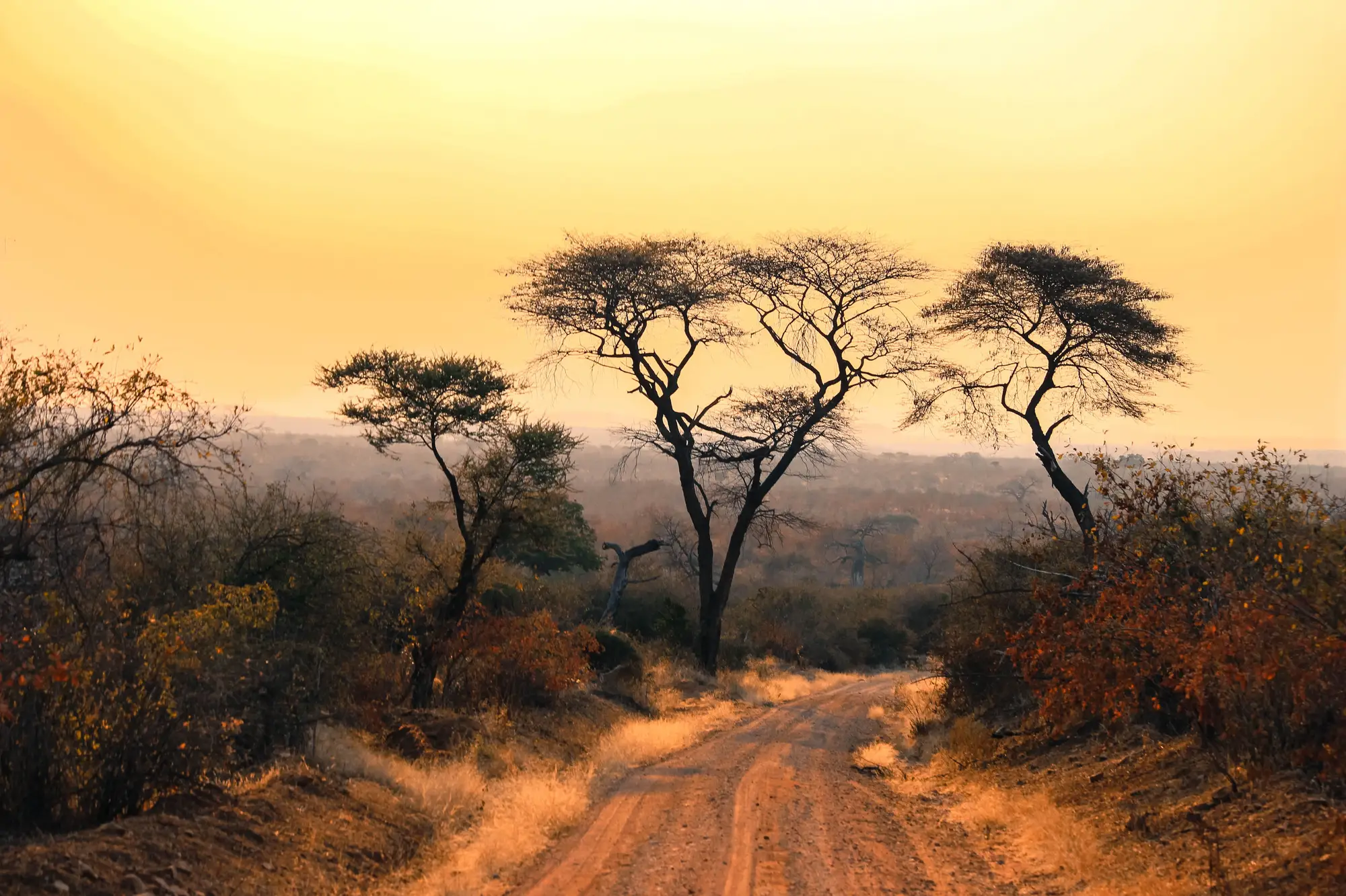 A red dirt track running into dry bush and acacia trees at dusk
